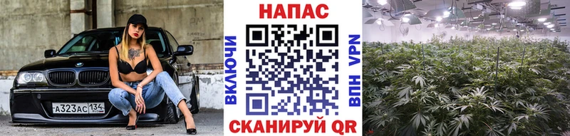 Канабис планчик  Купить  Лебедянь 